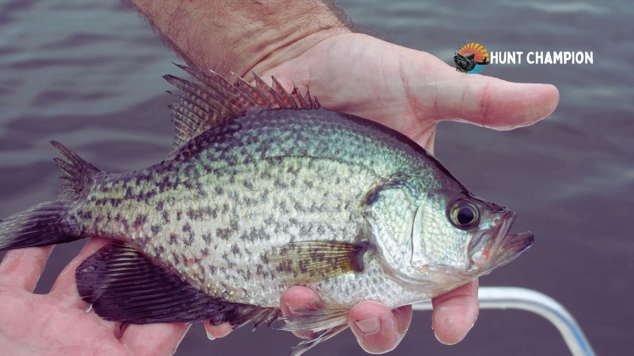 How Do Crappie Reproduce